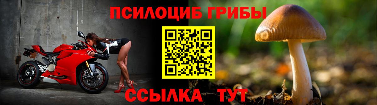 Черняховск  Псилоцибиновые грибы Psilocybine cubensis  Вход с VPN 